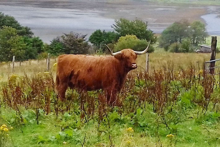 Image of a Highland cow, Isle of Skye