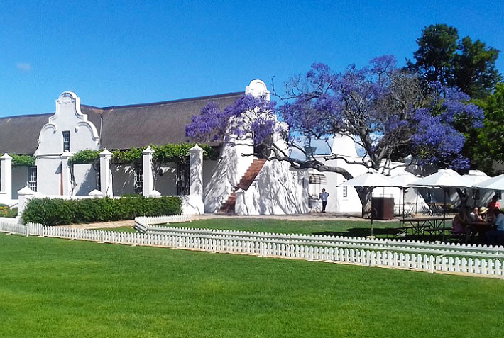 Image of Jacaranda tree, Vergenoegd Wine Estate