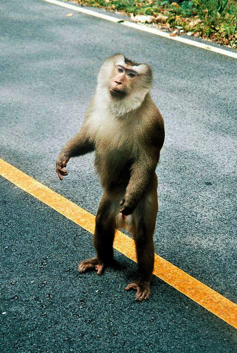 Image of monkey Image of monkey