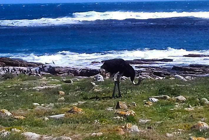Image of a wild ostrich, Cape of Good Hope