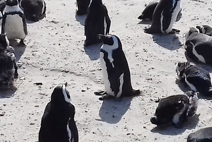 Image of penguins, Boulders Beach