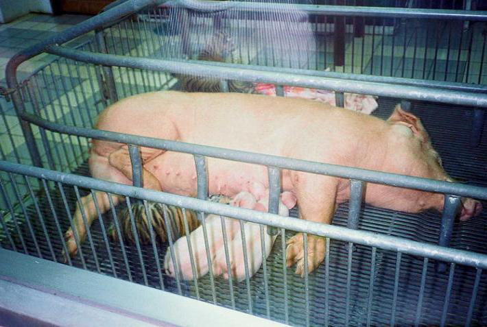 Image of pig-feeding Image of pig-feeding