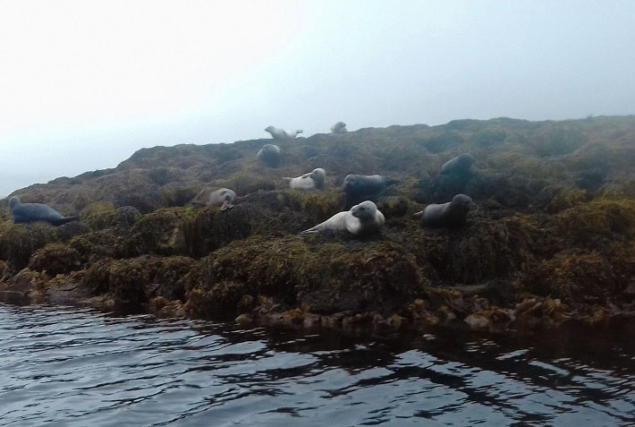 Image of the seals, Dunvegan Castle