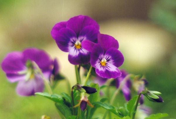 � 1997 Nancy C. Diamond, All Rights Reserved