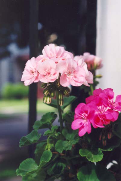 � 1998 Nancy C. Diamond, All Rights Reserved