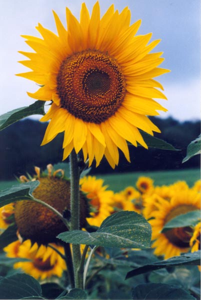 � 1998 Nancy C. Diamond, All Rights Reserved