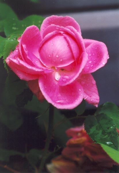 � 1998 Nancy C. Diamond, All Rights Reserved