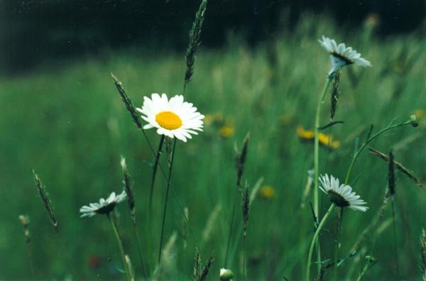 � 1999 Nancy C. Diamond, All Rights Reserved