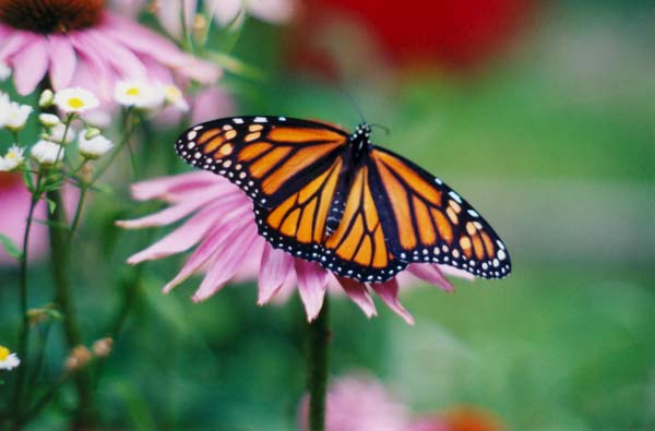 � 1999 Nancy C. Diamond, All Rights Reserved