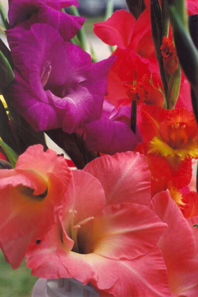 � Nancy C. Diamond