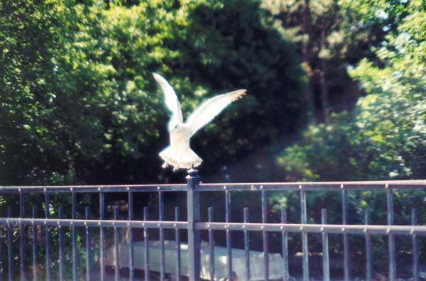 � 1999 Nancy C. Diamond, All Rights Reserved
