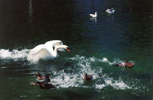 � 1999 Nancy C. Diamond, All Rights Reserved