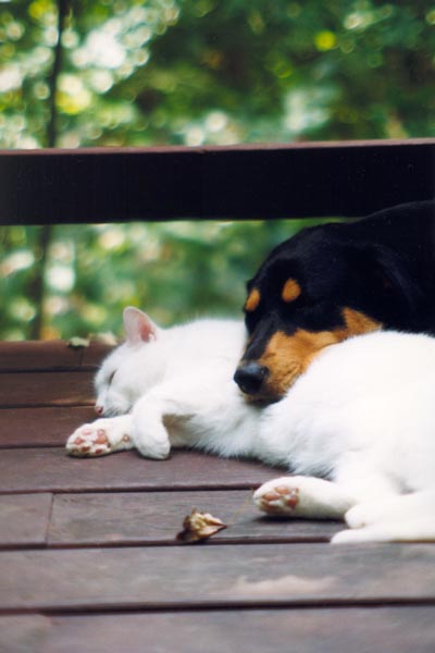� 1999 Nancy C. Diamond, All Rights Reserved