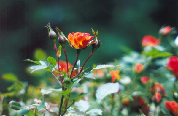 � 1998 Nancy C. Diamond,&nbsp; All Rights Reserved