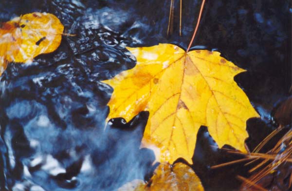 � 1999 Nancy C. Diamond, All Rights Reserved
