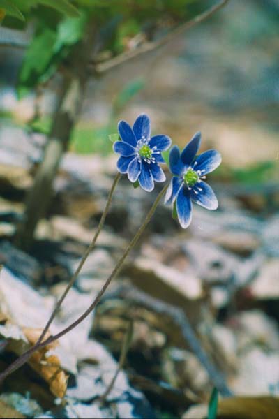 � 2000 Nancy C. Diamond, All Rights Reserved