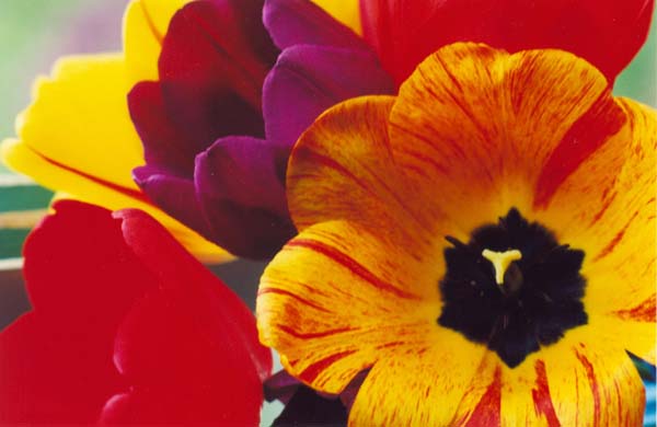 � 2000 Nancy C. Diamond, All Rights Reserved
