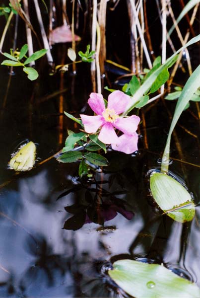 � 2000 Nancy C. Diamond, All Rights Reserved