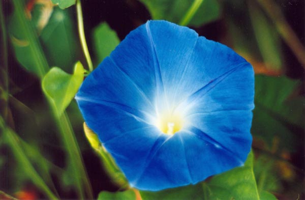 � 2000 Nancy C. Diamond, All Rights Reserved