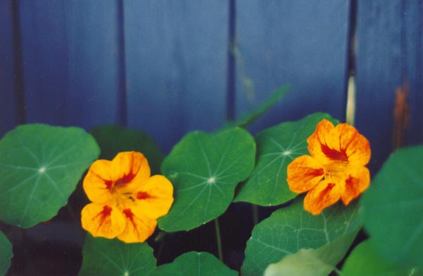 � 2000 Nancy C. Diamond, All Rights Reserved