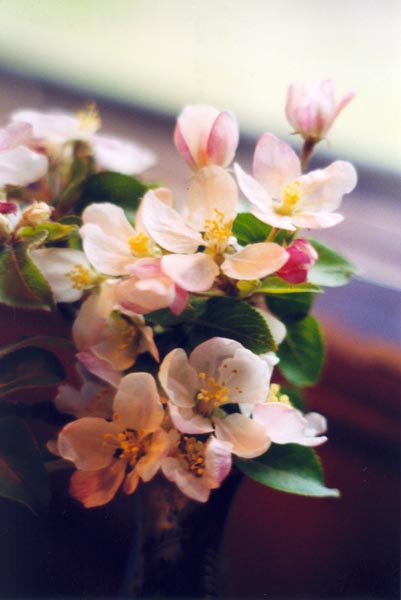 � 2002 Nancy C. Diamond, All Rights Reserved