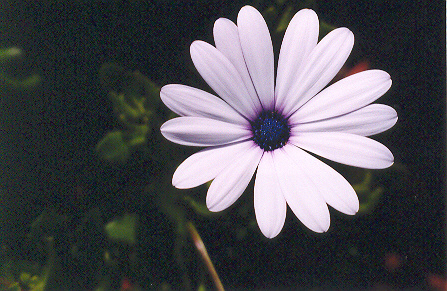 � 2003 Nancy C. Diamond, All Rights Reserved