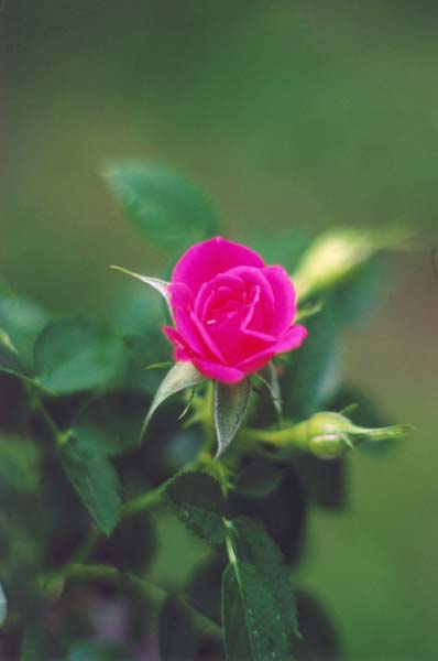 � 2003 Nancy C. Diamond, All Rights Reserved