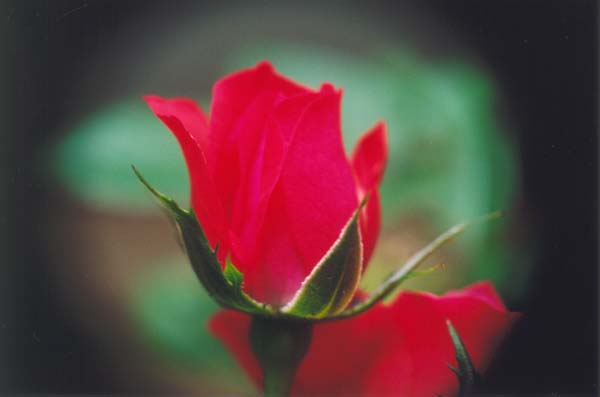 � 2003 Nancy C. Diamond, All Rights Reserved