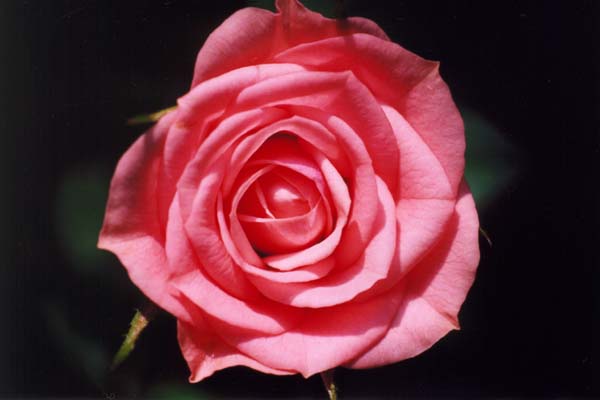 � 2003 Nancy C. Diamond, All Rights Reserved