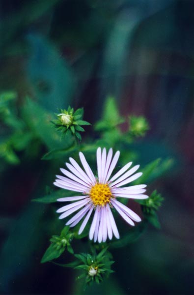 � 2003 Nancy C. Diamond, All Rights Reserved