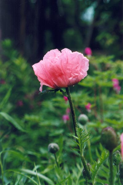 � 2004 Nancy C. Diamond, All Rights Reserved