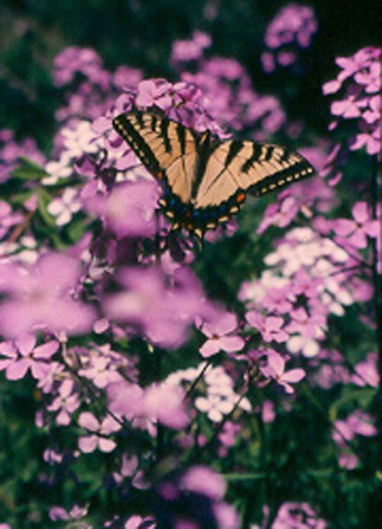 � 1998 Nancy C. Diamond, All Rights Reserved