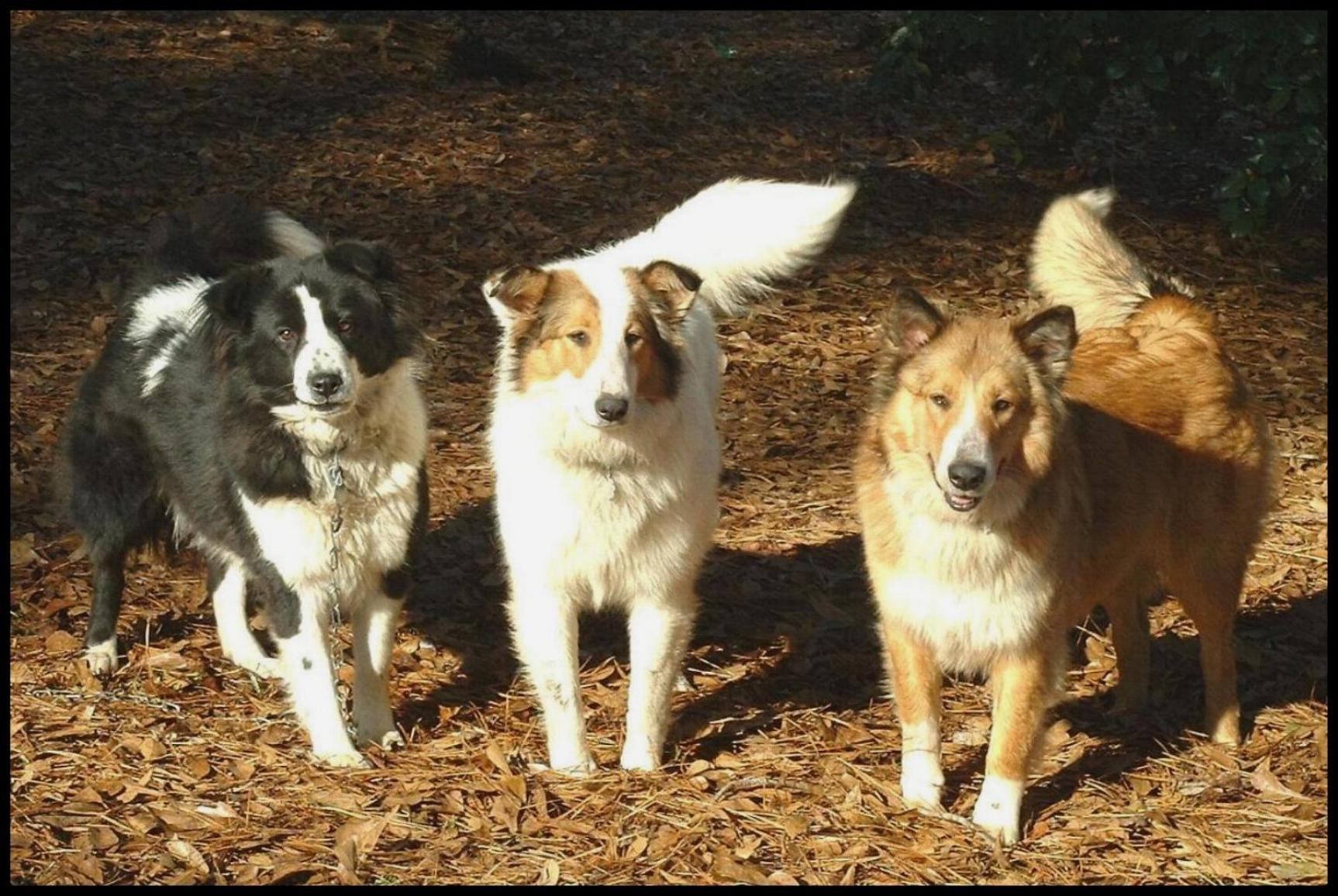 Click for more of our dogs