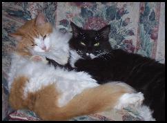 Click for more of Our Cats