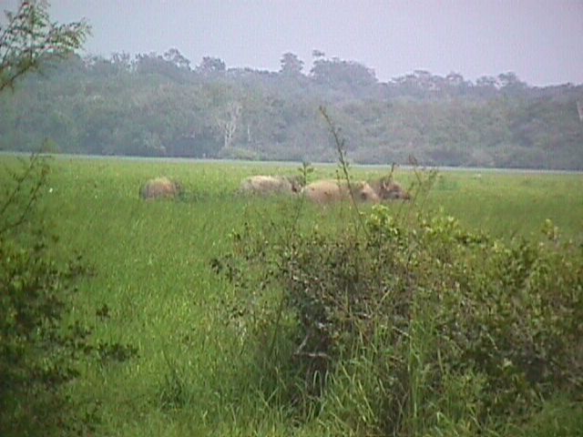 Lahugala Elephants