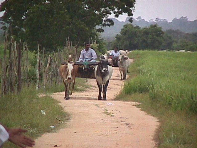 Aids distrubtion was done by bull carts