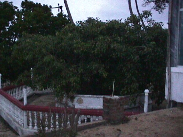 Tsunami devastation at Pothuwil - Bo tree at the temple