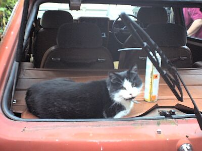 Meow, Sundym glass - cool ..