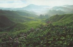 Sungai Palas Tea Plantation