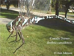 Canada Darner