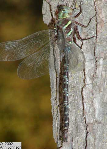 Shadow Darner