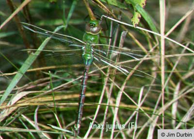 Green Darner