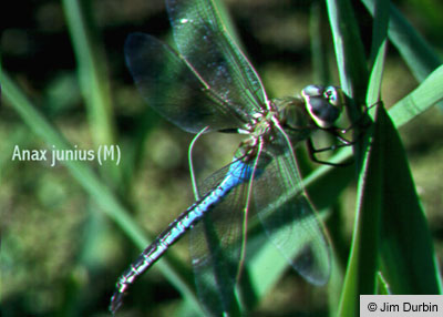 Common Green Darner