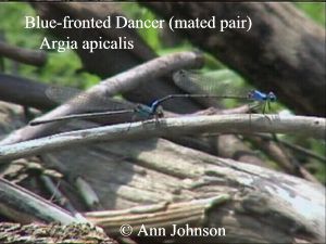 Blue-fronted Dancer