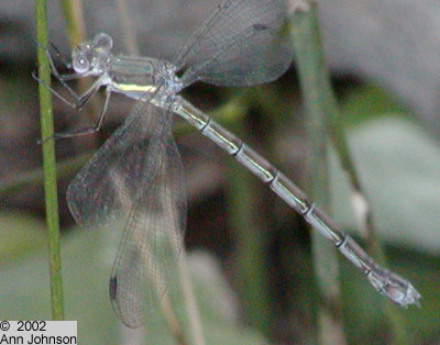 Great Spreadwing