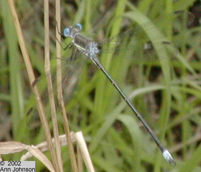 Great Spreadwing