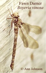 Fawn Darner
