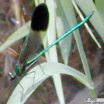 River Jewelwing