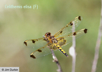 Calico Pennant