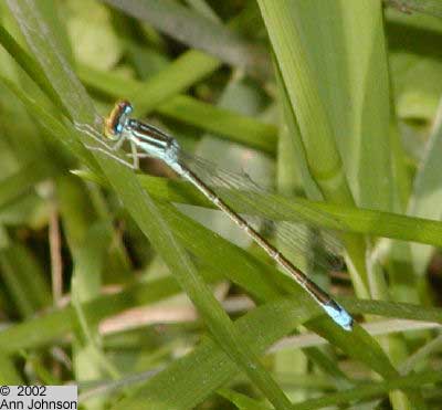 Rainbow Bluet